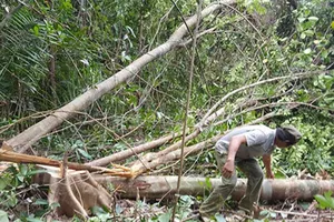 Công văn hỏa tốc về dự án phá rừng nuôi bò ở Phú Yên