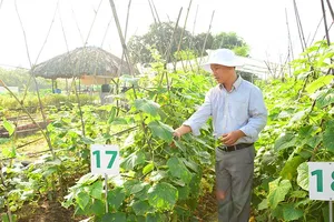 Quá nhiều ‘rào cản’ với nông nghiệp organic 