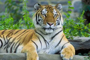 Đàn hổ quý hiếm lần đầu xuất hiện tại Thái Lan