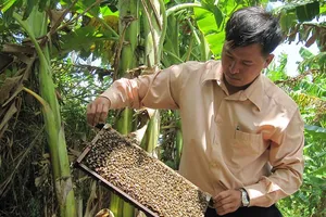Gay cấn việc ‘trục xuất’ ong khỏi rừng U Minh