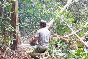 Câu trả lời nào cho việc phá rừng nuôi bò?