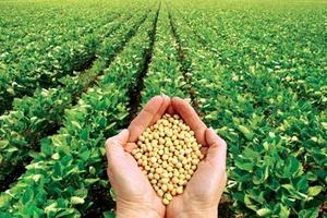 Thực hư về tác hại của thực phẩm biến đổi gen