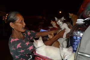 Chuyện dễ thương về ‘bà mèo’