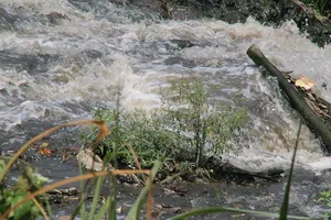 Trại heo ô nhiễm ở Đồng Nai: cấp phép rồi bỏ mặc