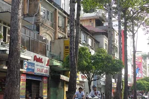 Đốn hạ, di dời 28 cây xanh ở đường Lê Lợi