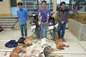 Trộm chó, đánh trả người truy đuổi: Mấy tội?