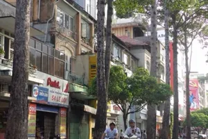 Cây xanh cần thì cứ đốn nhưng…