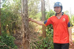 Mất ngủ vì ‘vàng đen’