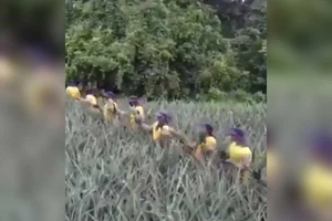 Thu hoạch khóm 'bá đạo' nhất từ trước đến nay