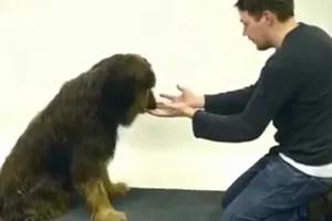 Clip:Phản ứng của những chú chó khi bị ảo thuật gia lừa