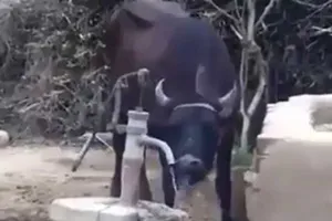 Bất ngờ với clip trâu tự bơm nước uống