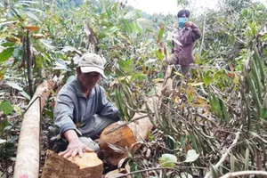 Thanh tra Chính phủ vào cuộc vụ phá rừng ở Phú Yên 
