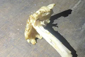 6 người ngộ độc do ăn nấm lửa cực độc