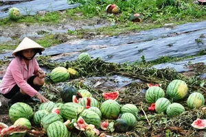 Vì sao liên tục vỡ 'bong bóng' dưa hấu, chuối, heo...?