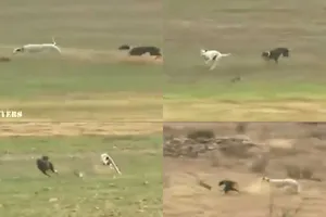 Clip: Thỏ con thoát khỏi cuộc truy đuổi của 2 chú chó 