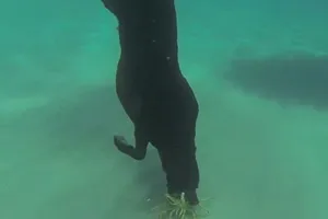 Chú chó có khả năng lặn biển, bắt tôm hùm