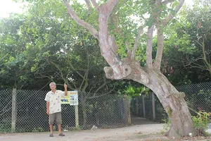 Lộc vừng 100 tuổi giá nào dân cũng không bán