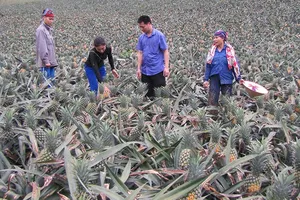 Thương lái Trung Quốc săn lùng cả dứa xanh