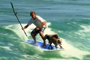 2 chú chó lướt sóng điêu luyện cùng chủ