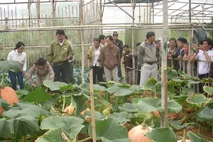 ‘Cò’ làm nhiễu du lịch Đà Lạt 