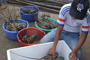 Vùng nước có tôm hùm chết ô nhiễm trầm trọng 