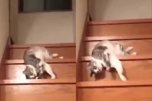 Clip: Cách đi cầu thang 'bá đạo' của mèo lười