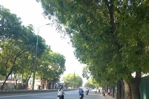 Hà Nội không chặt 1.300 cây ở đường Phạm Văn Đồng
