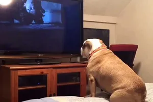 Chú chó 'mê' xem phim ma