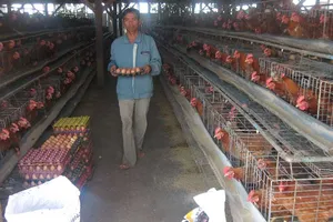 400 tấn thịt gà đầu tiên của Việt Nam ‘bay sang Nhật 