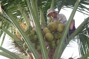 Cụ bà 60 kiếm sống trên ngọn dừa