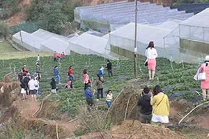 Đà Lạt phát hiện, xử lý nhiều đối tượng cò du lịch