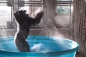 Khỉ đột phấn khích 'quẩy' trong bồn tắm 