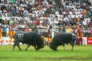 Lễ hội chọi trâu Đồ Sơn bị buông lỏng quản lý