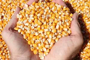 Phạt vì chế biến thực phẩm từ bắp không hạn sử dụng