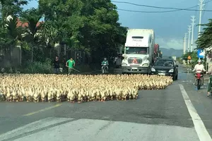 Khi vịt chặn đầu xe, cản trở giao thông.