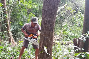 Các vụ phá rừng ở Phú Yên: Trả lời bằng văn bản