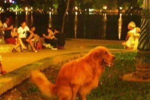 Nuôi chó không cẩn thận sẽ bị phạt