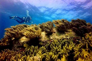 Vụ nhận chìm: Không thể để ảnh hưởng rồi mới dừng!