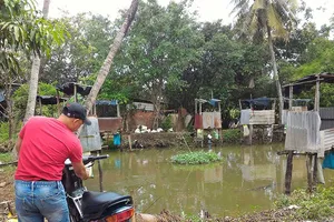 Dựng cầu tõm giữa thị trấn để nuôi cá 