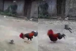 Cuộc chiến không cân sức giữa chim và... gà chọi