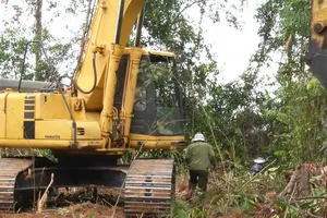 Vụ phá rừng nuôi bò: Phú Yên nói ‘còn xem xét’