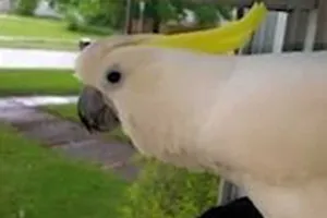 Chuyện lạ: Vẹt sủa như chó