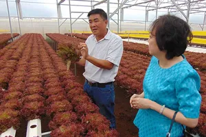 Bà Phong Lan tìm rau sạch cho dân