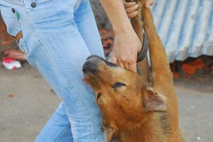 Đánh bả giết chó: Coi chừng bị xử hình sự