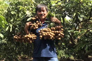 Việt Nam xuất khẩu nhãn ‘lạ’ Miền Thiết sang Mỹ