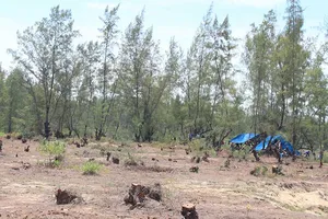 Quảng Ngãi: San ủi rừng dương để trồng rau