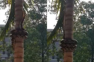 Trăn bò lên cây dừa có một không hai