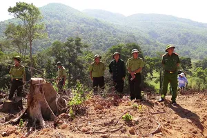 Giám định rừng ở Bình Định để khởi tố