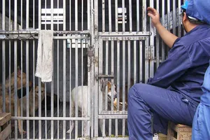 Chó vô chủ có thể phục vụ cho khoa học 