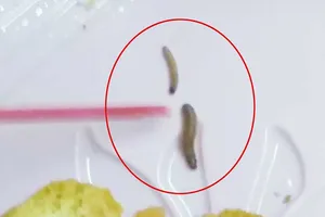 Mất 12 triệu vì đăng Facebook bánh Trung thu có dòi 